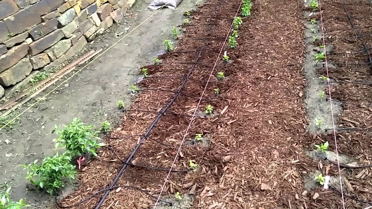 2015 Peppers Drip Irrigation Test Youtube