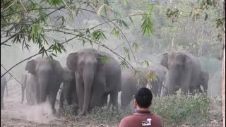 ช้างป่าทองผาภูมิ 0367 นิ่งสงบสยบช้างป่า