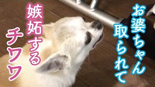 赤ちゃんに嫉妬するチワワ