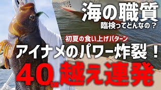 【臨検!?】八戸ボートロック 初夏のアイナメパワー炸裂！40台良型連発 North Rize fishing