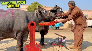 Anari Kasai 2025 | Slaughter House Bhanis Colony Full Expose 😱 | Biggest Slaughter House in Pakistan