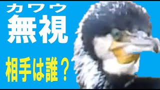 野鳥観察　カワウ手に負えそうにない魚を無視する　兵庫県中部・北播磨　20210325