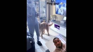 #funnydcat #funny #animals #dog #cat #funnyvideos #funnyvideo #cats #funnyanimals #funnycats #dogs