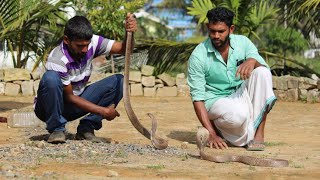 ഒരു വീട്ടിൽനിന്ന് മൂന്ന് മൂർഖൻ പാമ്പുകളെയും കൂടെ അണലിയെയും പിടികൂടുന്ന VIDEO