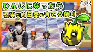 【#16】ヒマナッツがひんしになる度に現実で向日葵を育てる縛り（ホワイト2ver）