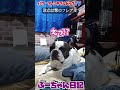 飼い主の臨時出勤を無反応で決め込むフレブル 『ぶーちゃん日記』 フレンチブルドッグ dog お散歩 犬のいる暮らし フレンチブル