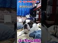 飼い主の臨時出勤を無反応で決め込むフレブル 『ぶーちゃん日記』 フレンチブルドッグ dog お散歩 犬のいる暮らし フレンチブル