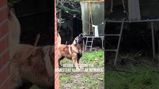 George defending the homestead against an intruder #leonberger #dog #leonbergers #security