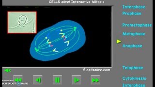Mitosis from www.cellsalive.com