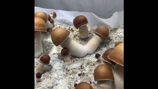 Fruiting Penis Envy Mushrooms
