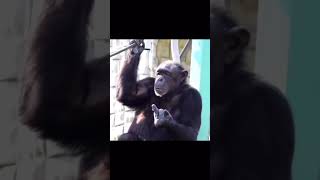 monkey says fuck you