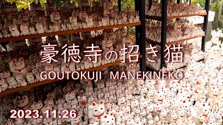 豪徳寺の招き猫😸｟東京都世田谷区｠　2023.11.26