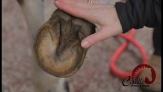 Cavallo Hoof Boot Fitting and Measuring