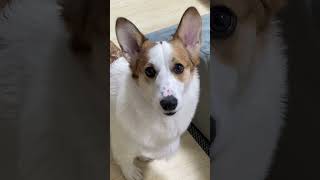 飼い主におもちゃを取らせる犬