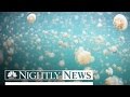 Underwater Photographer Takes You To Jellyfish Paradise | NBC Nightly News