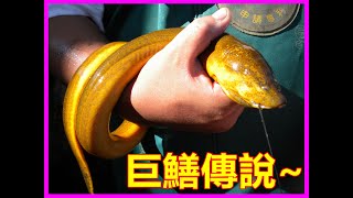 【吳小珍】巨鱔傳說~捅鱔釣魚人，總愛挑戰巨物!??  (黃鱔、鱔魚、野生、鱸鰻、白鰻、無鱗…)