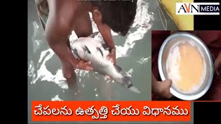 చేపలను ఎలా ఉత్పత్తి చేస్తారు||How to produce baby catla fish from egg in organic method