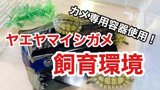 3匹のヤエヤマベビーを楽しく観察できる飼育環境！