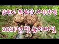 [고산식물 TV] 2021년 첫 능이버섯((강원도 버섯산행))