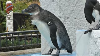 20211207 上野動物園　ケープペンギン　子ペンギン　水に飛び込みパタパタ泳ぐペンギンたち