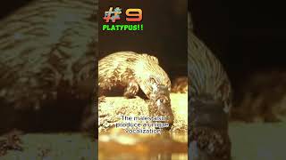 Platypus IF#9