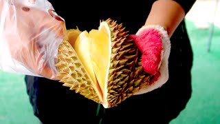 The Last Durian in Cambodia | Buy and Eat Monthong Durian