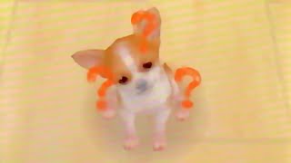 チワワと僕。　1日目　【nintendogs ニンテンドッグス　実況】