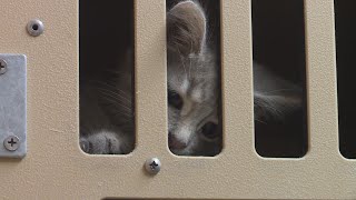 Festus makes changes to controversial feral cat ordinance