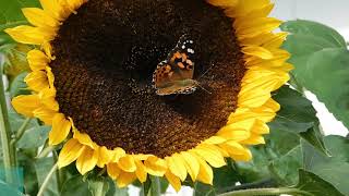 Butterfly Release Video Instructions