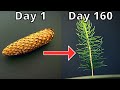 How To Grow Pine Tree From Pine Cone
