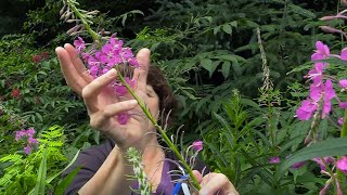 Fireweed (Identification)