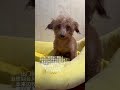 这不得有80000个心眼 边境牧羊犬 泰迪 边牧的智商 边牧的800个心眼 狗狗 dog