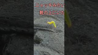 ニャッキみたいな奴いた（小並感）