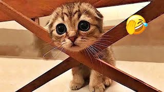 You Laugh You Lose😺🐶🤩Funniest Dogs and Cats 2025:😂