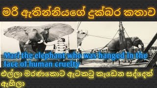 මිනිසාගේ කෲරත්වය හමුවේ එල්ලා මැරැව මරී,Mari the elephant who was hanged in the face of human cruelty