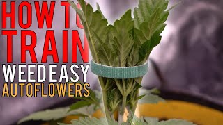 HOW TO GROW WEED EASILY (AUTOFLOWERS)... JUST ADD WATER! DETAILED TRAINING GUIDE FOR BEGINNERS EP2