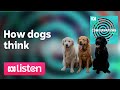 How dogs think — and what they think of us | ABC Conversations | Laura Vissaritis