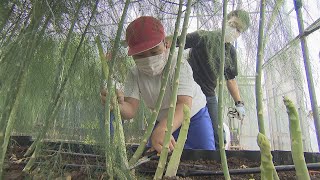 「さぬきのめざめ」収穫体験　小学生が農家や県産野菜の理解深める　香川・丸亀市