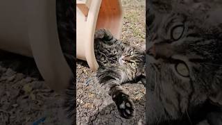 СТРАННЫЕ СУЩЕСТВА 🤭😁 #шутки #приколы #юмор #кошкамурка #videocat #funnyanimals #котики