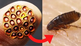 10 Most Dangerous Bugs In The World