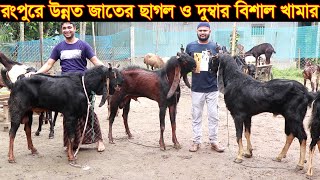 রংপুরে উন্নত জাতের ছাগল ও দুম্বার বিশাল খামার। সরাসরি ইন্ডিয়া থেকে ছাগল ও দুম্বা কিনে আনবেন যেভাবে