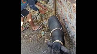 কম খৰচৰ গাহৰি ফাৰ্ম।Bor HameShaire n Local Powali Pig farm in Assam।