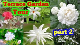 Our Terrace Garden part 2 மாடித்தோட்டம் பார்க்கலாம் வாங்க