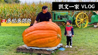 【VLOG#37】多伦多最美农场｜上千个南瓜｜巨大的玉米地迷宫｜Downey's Farm｜太古广场永合烧烤大排档｜加拿大多伦多日常生活vlog