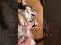 【可愛い】🐶リラックスから変顔に変わるチワワが可愛いww shorts dog chihuahua【mero u0026milk】【tiktok】