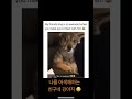 나를 어색해하는 친구네 강아지 awkward dog