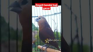 burung emprit bondol kaji gacor