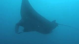 GALAPAGOS MANTARRAYA MAS GRANDE DEL MUNDO - WORLD'S LARGEST MANTARRAYA