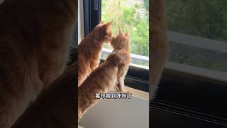 颱風天的三薯，在賞風 #cat #貓咪 #橘貓