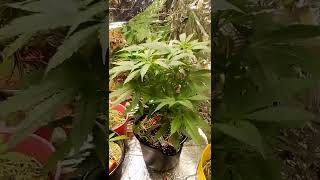 #420GTGT. AFGOO OVERDRIVE SEED 2 HARVEST GROW OFF DAY 59